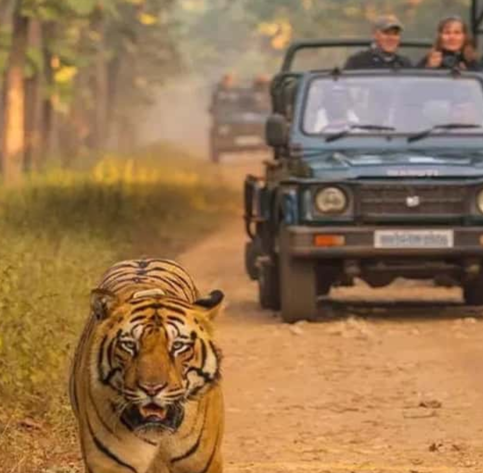 without text tiger sightseeing from safari