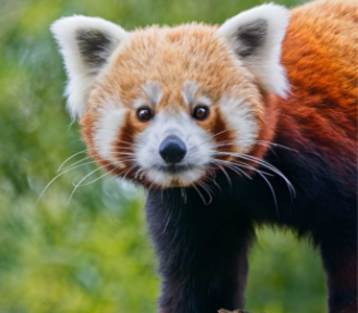 red panda tracking in nepal