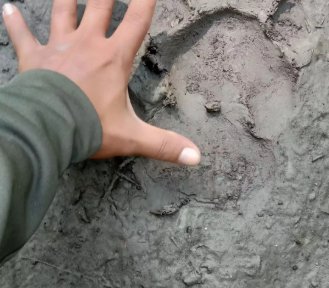 tiger tracking in nepal by foot